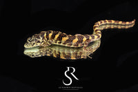 Unsexed Bromeliad Alligator Lizard (Abronia taeniata) #1 - Sundown Reptiles