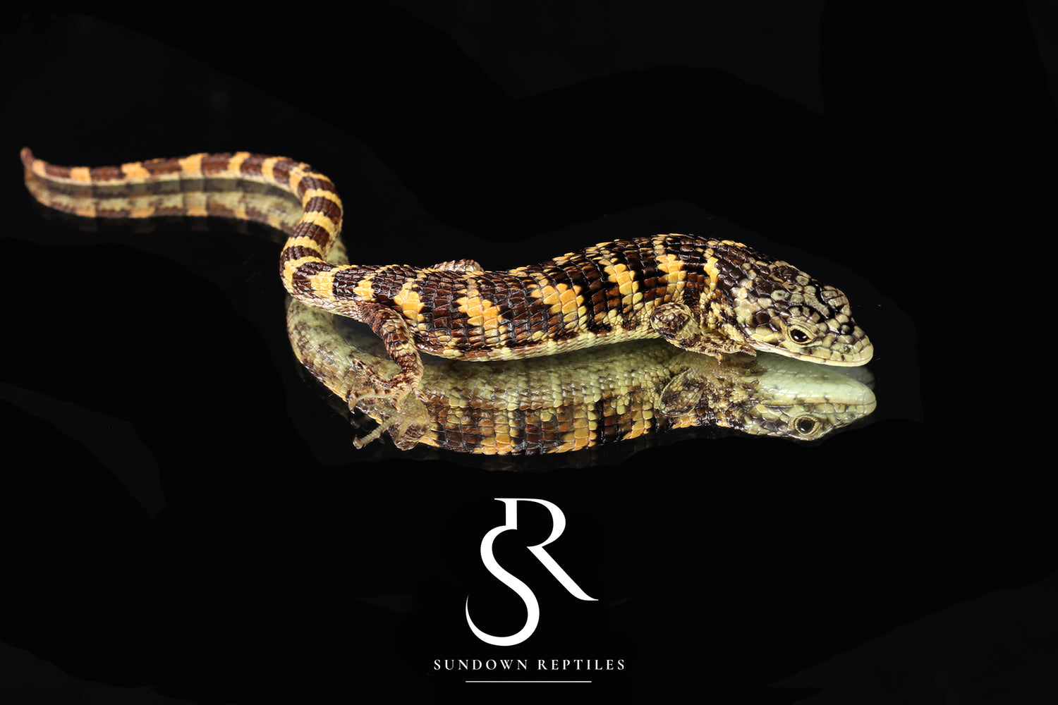 Bromeliad Alligator Lizard (Abronia taeniata) USCBB Unsexed - Sundown Reptiles