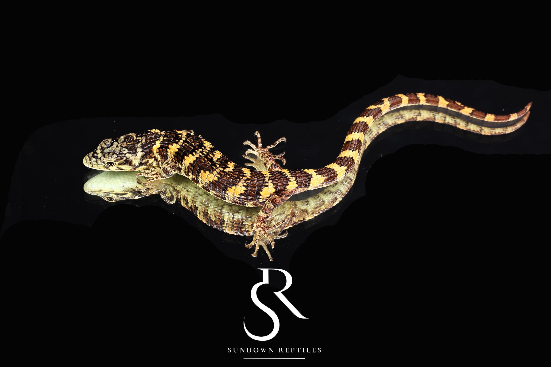 Unsexed Bromeliad Alligator Lizard (Abronia taeniata) #1 - Sundown Reptiles