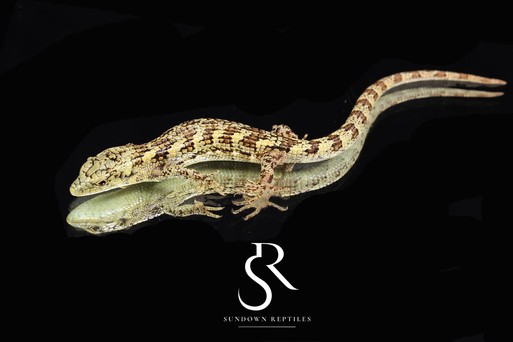 Unsexed Bromeliad Alligator Lizard (Abronia taeniata) #2 - Sundown Reptiles