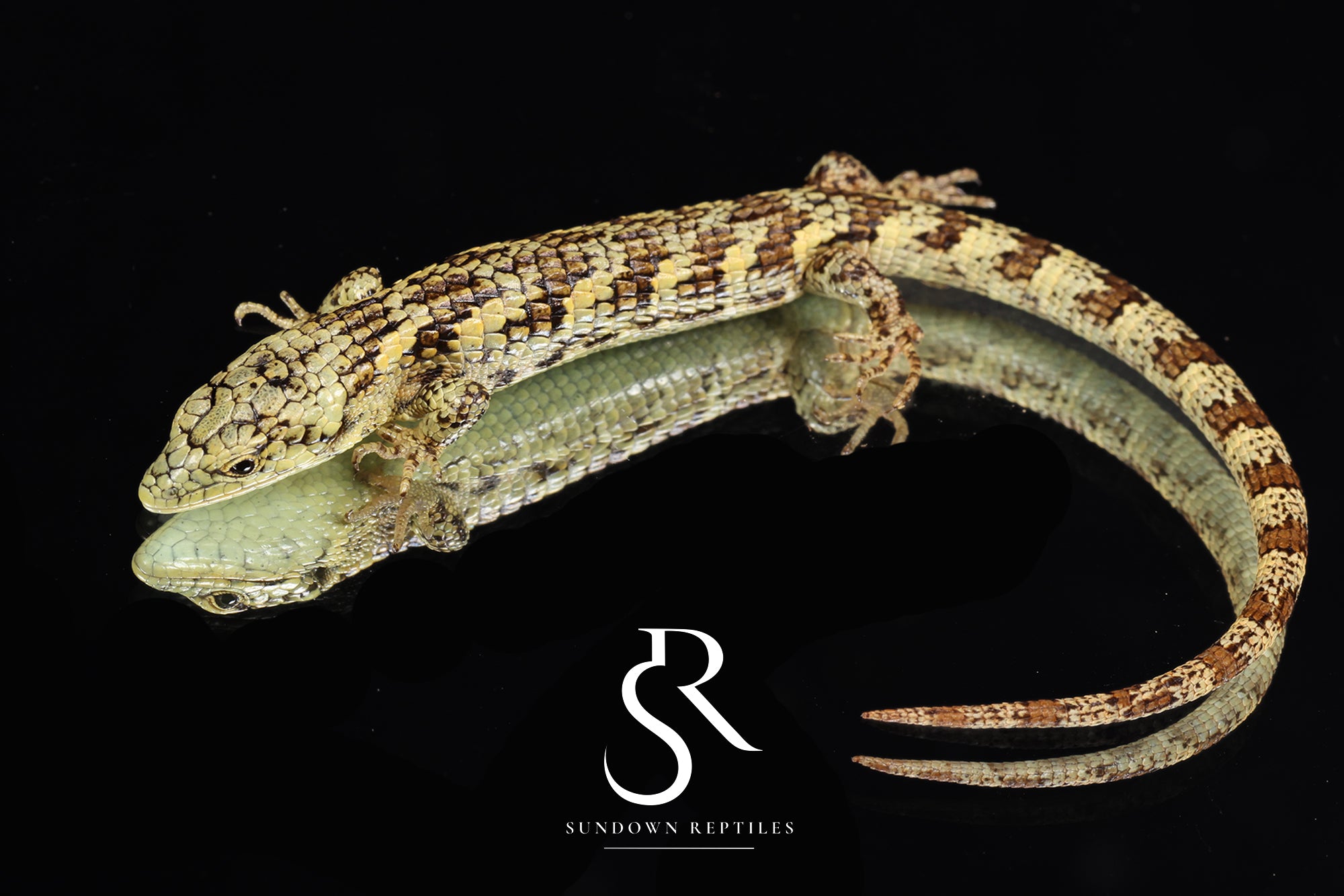 Unsexed Bromeliad Alligator Lizard (Abronia taeniata) #2 - Sundown Reptiles