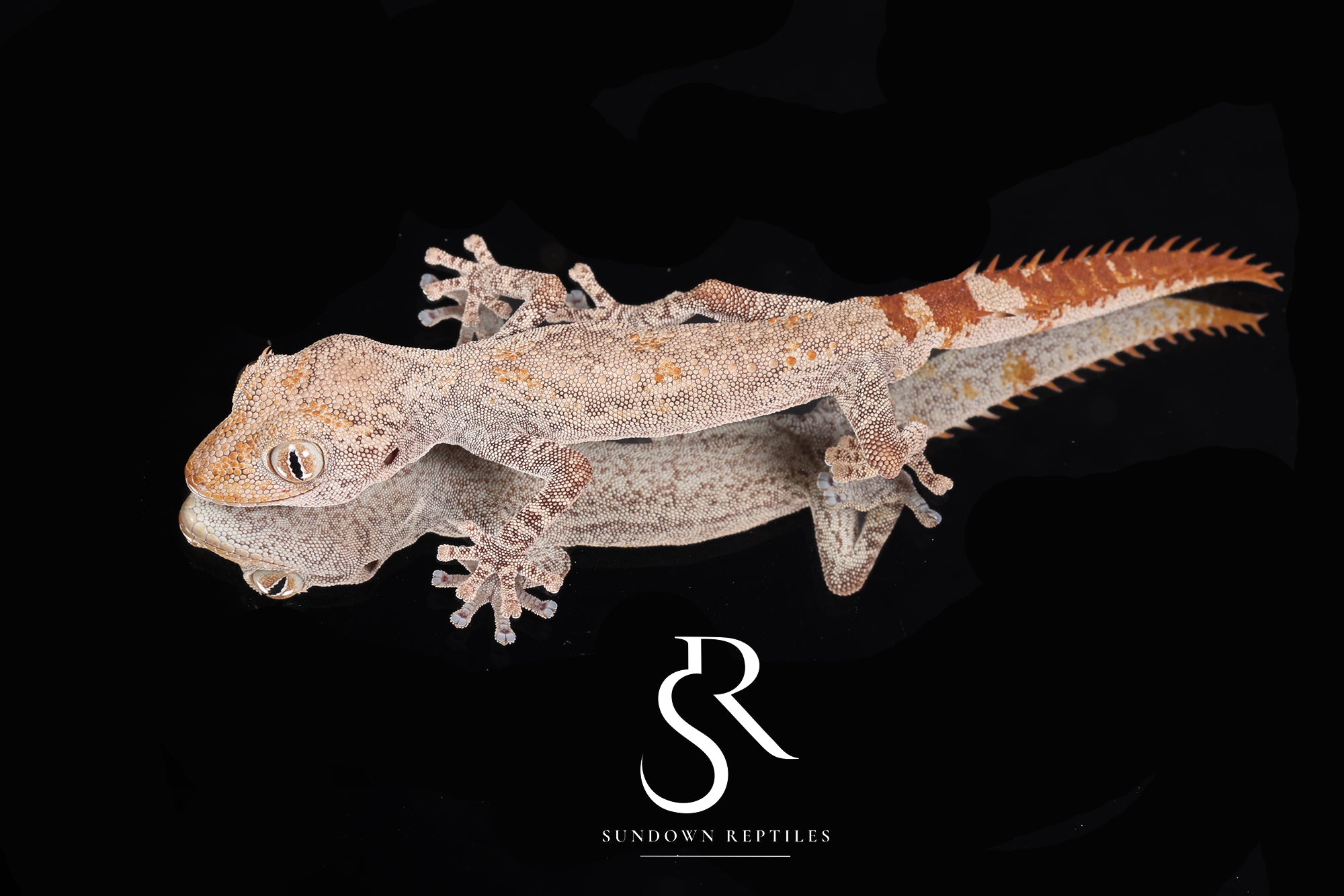 SC7 Male Strophurus ciliaris
