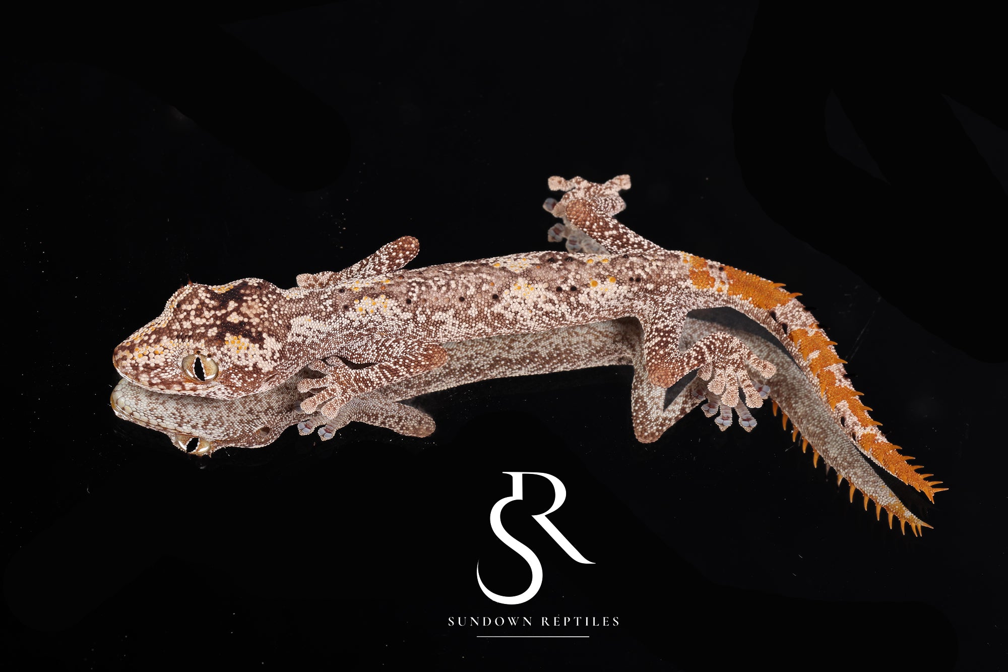SC33 Female Northern Spiny-Tailed Gecko (Strophurus ciliaris) "Black Mask"