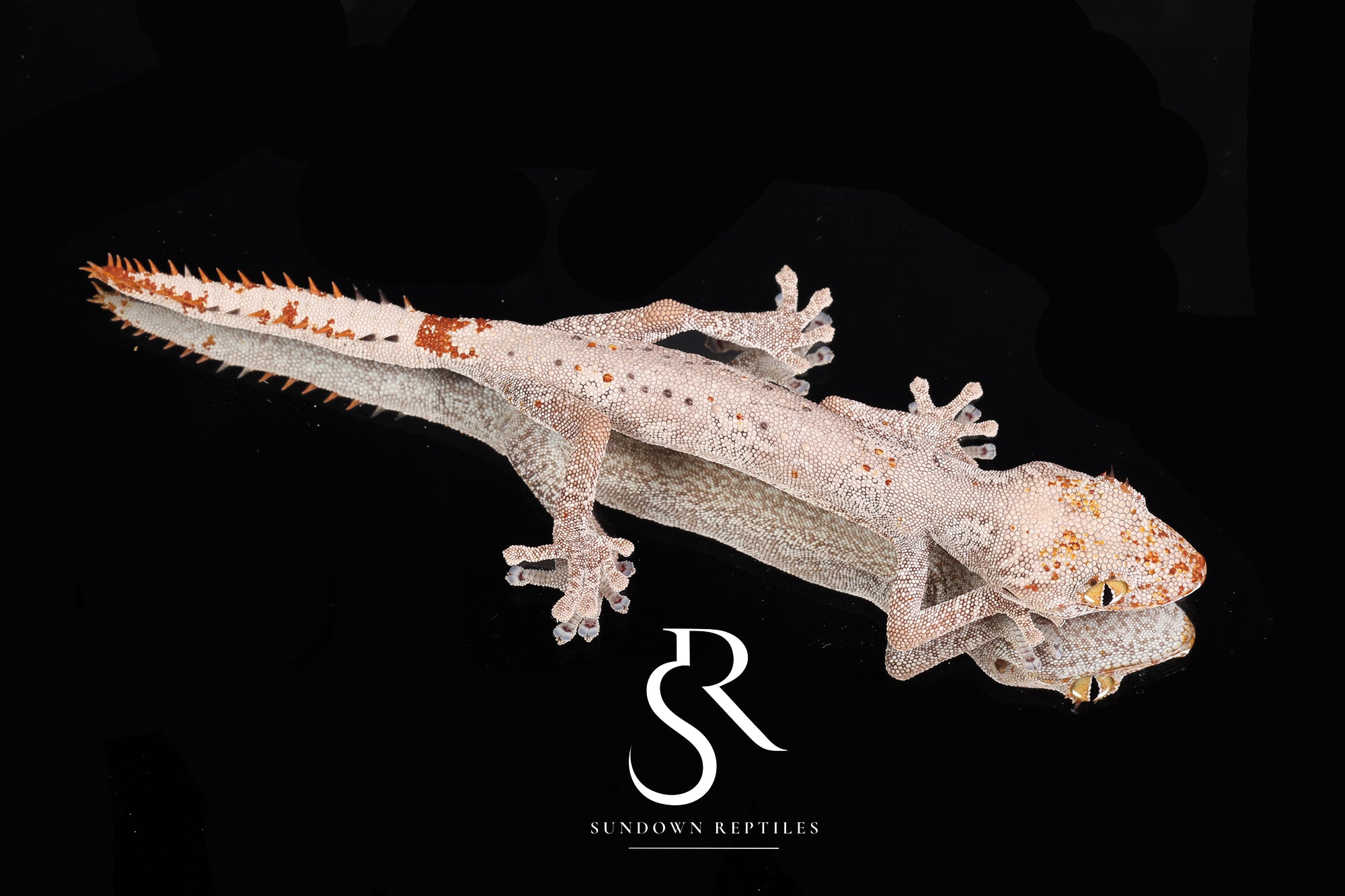 SC9 Female Northern Spiny-Tailed Gecko (Strophurus ciliaris)