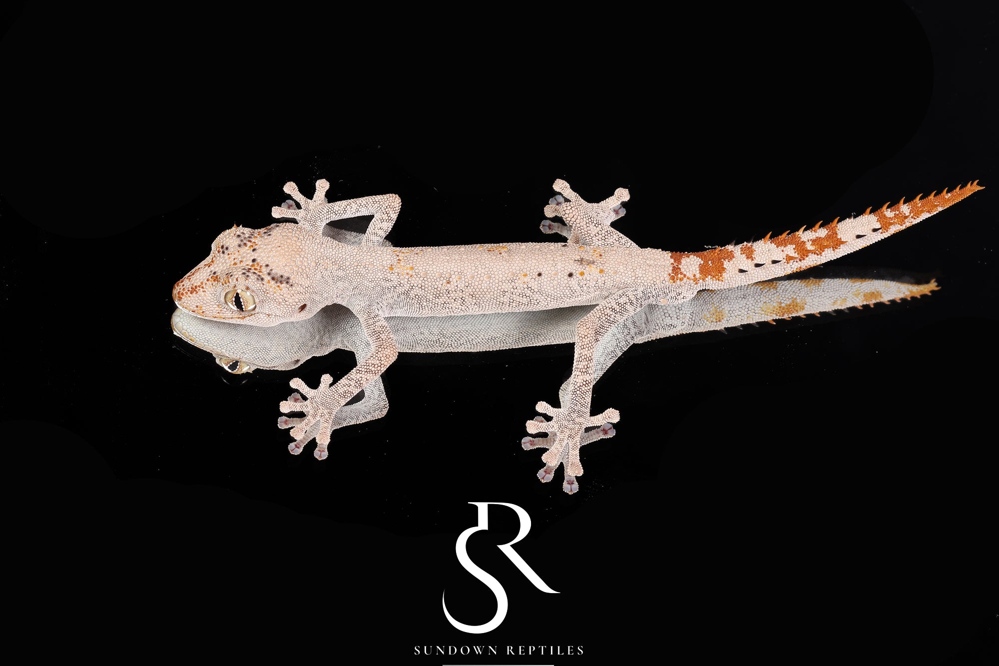 SC29 Male Northern Spiny-Tailed Gecko (Strophurus ciliaris)