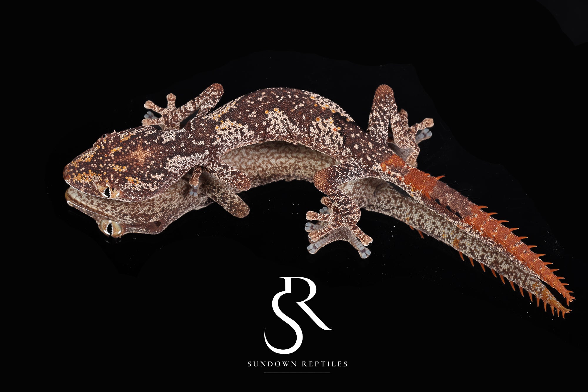 SC21 Female Northern Spiny-Tailed Gecko (Strophurus ciliaris)