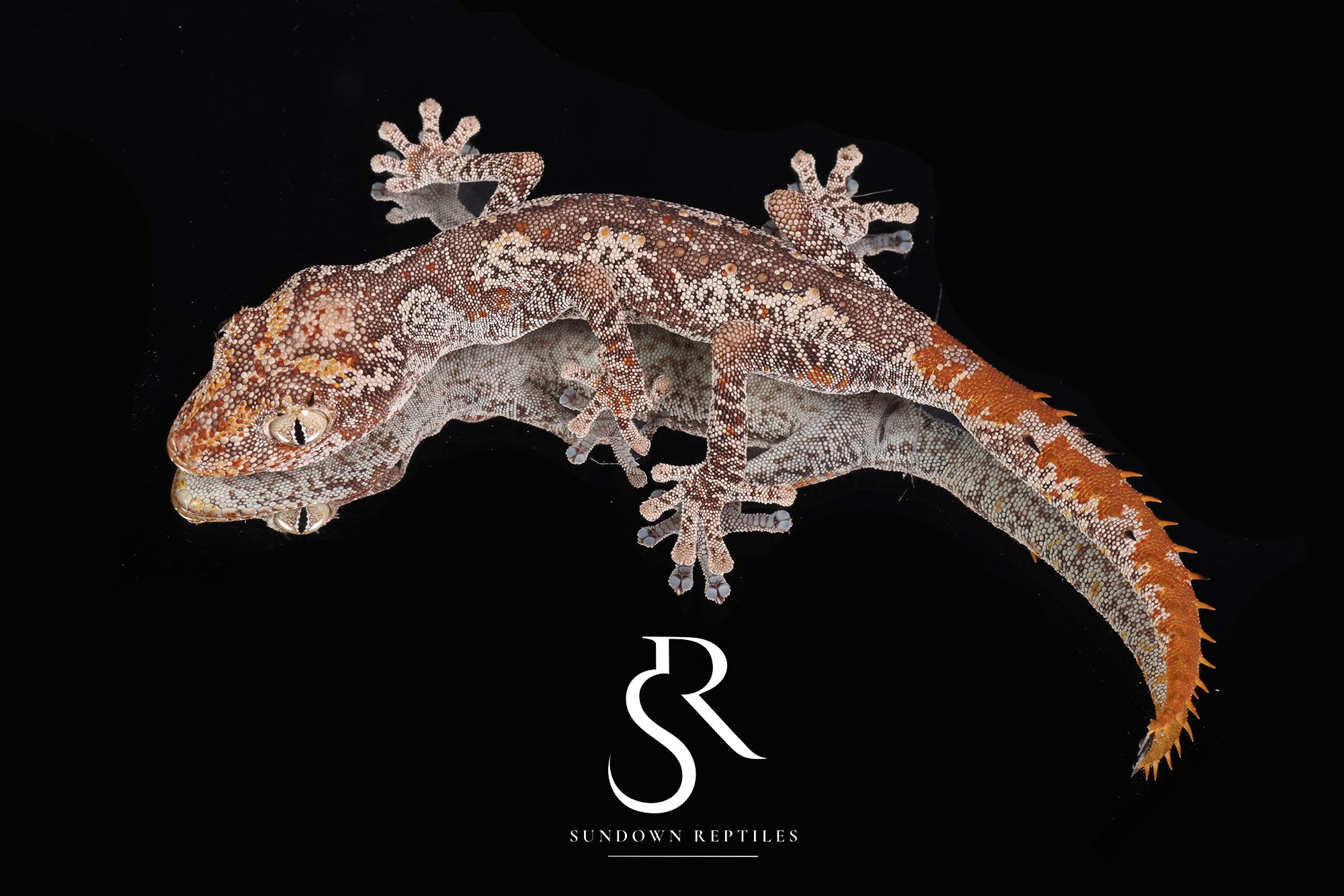 SC15 Female Northern Spiny-Tailed Gecko (Strophurus ciliaris)