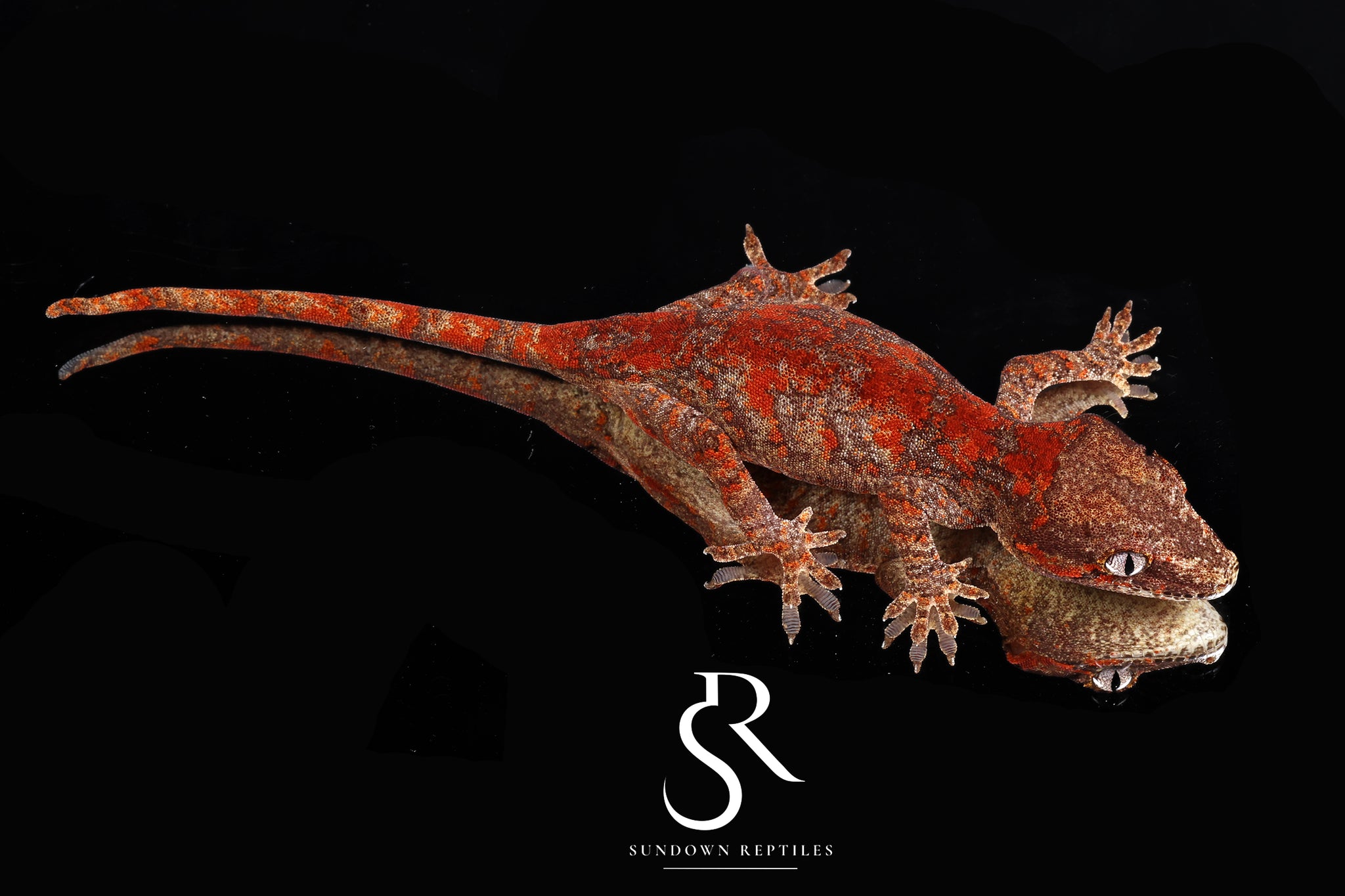 RA2025-15  Female Super Blotch Skeleton Gargoyle Gecko  (Hotshot x Saffron)