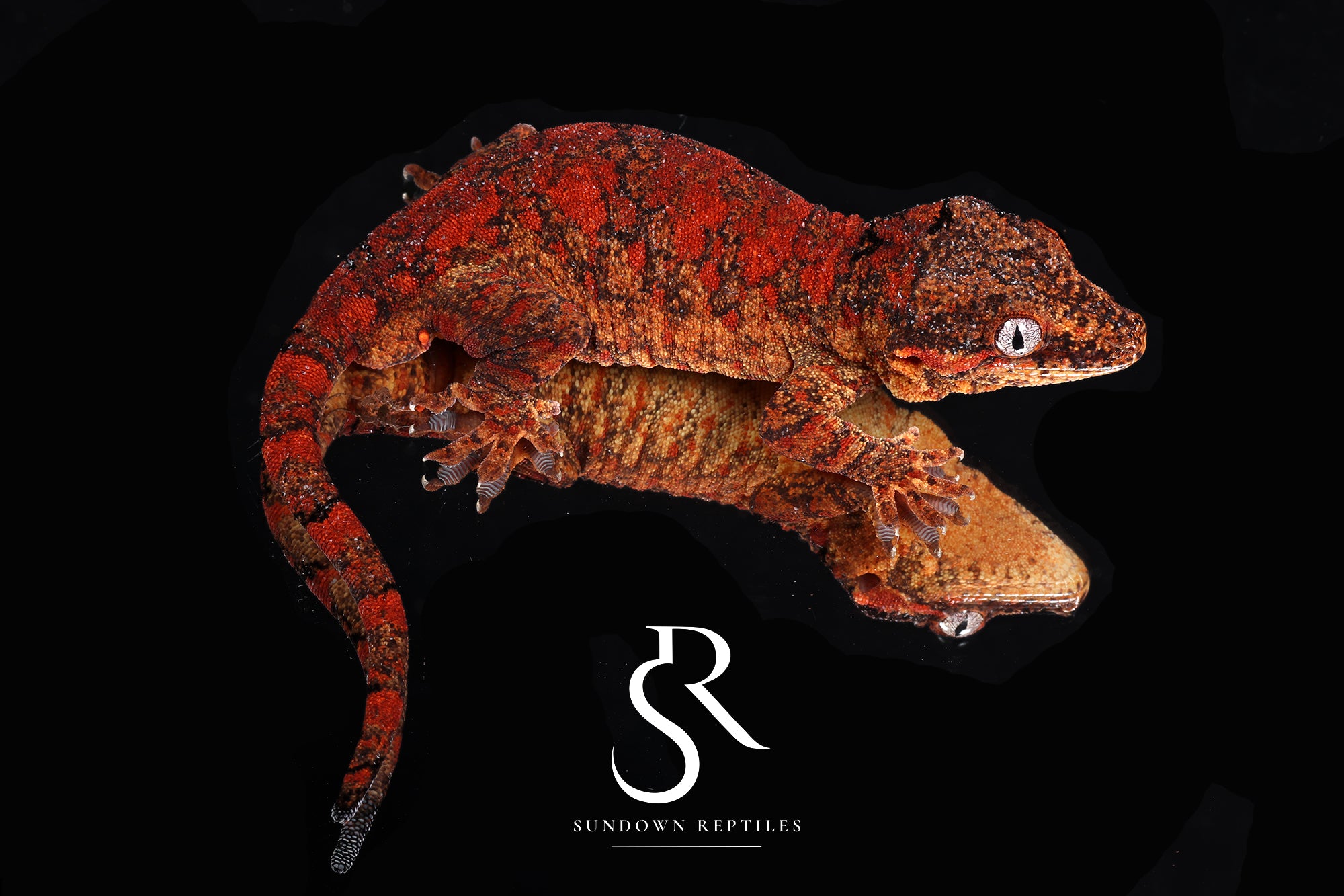 Gargoyle Gecko -Male Blotch (Hotshot x Saffron) RA2025-45 - Sundown Reptiles