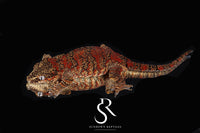 Gargoyle Gecko -Male Blotch (Hotshot x Saffron) RA2025-45 - Sundown Reptiles