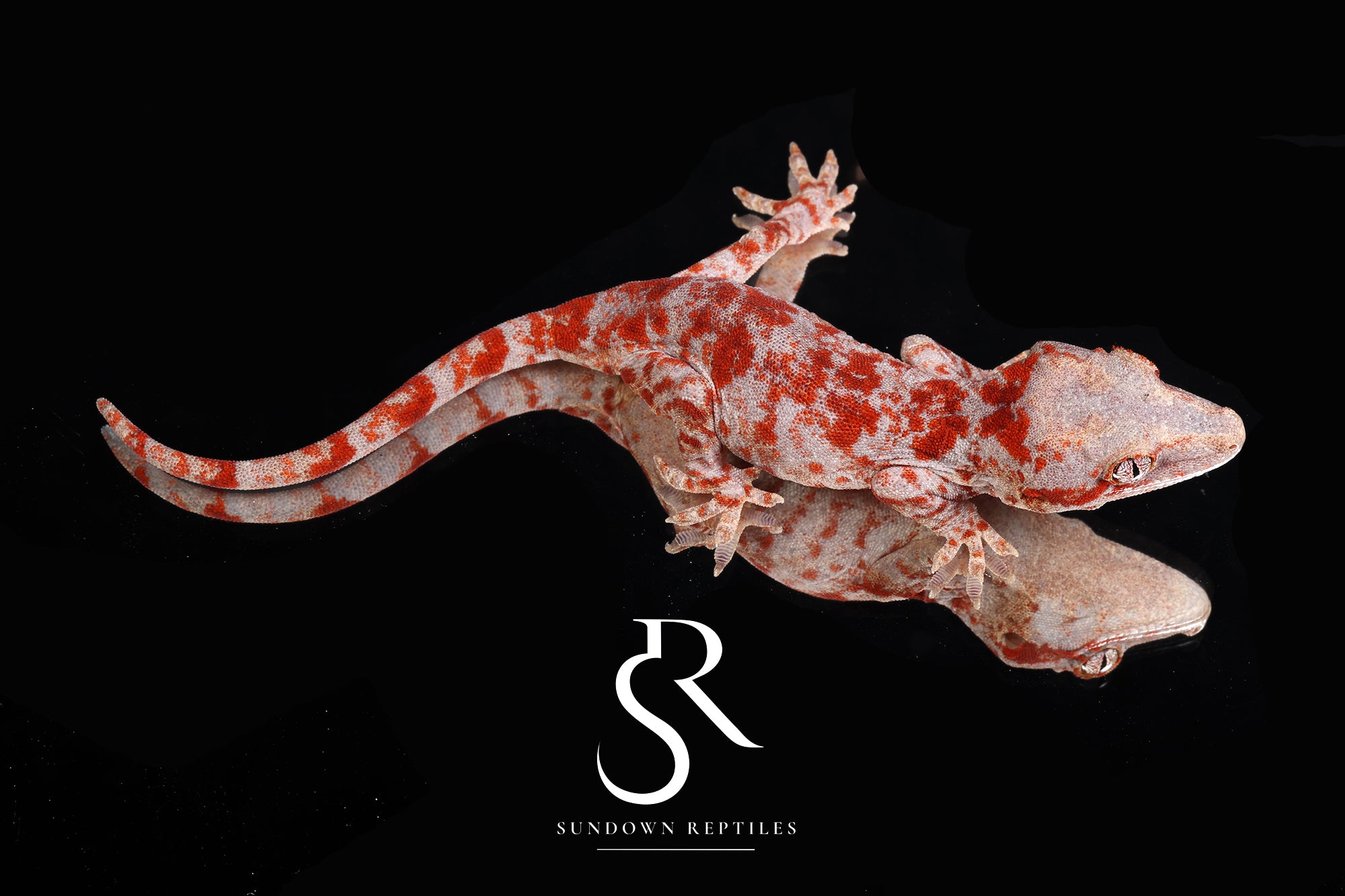 RA2025-16 Female Blotch - (Ferrari x Beauty Queen)