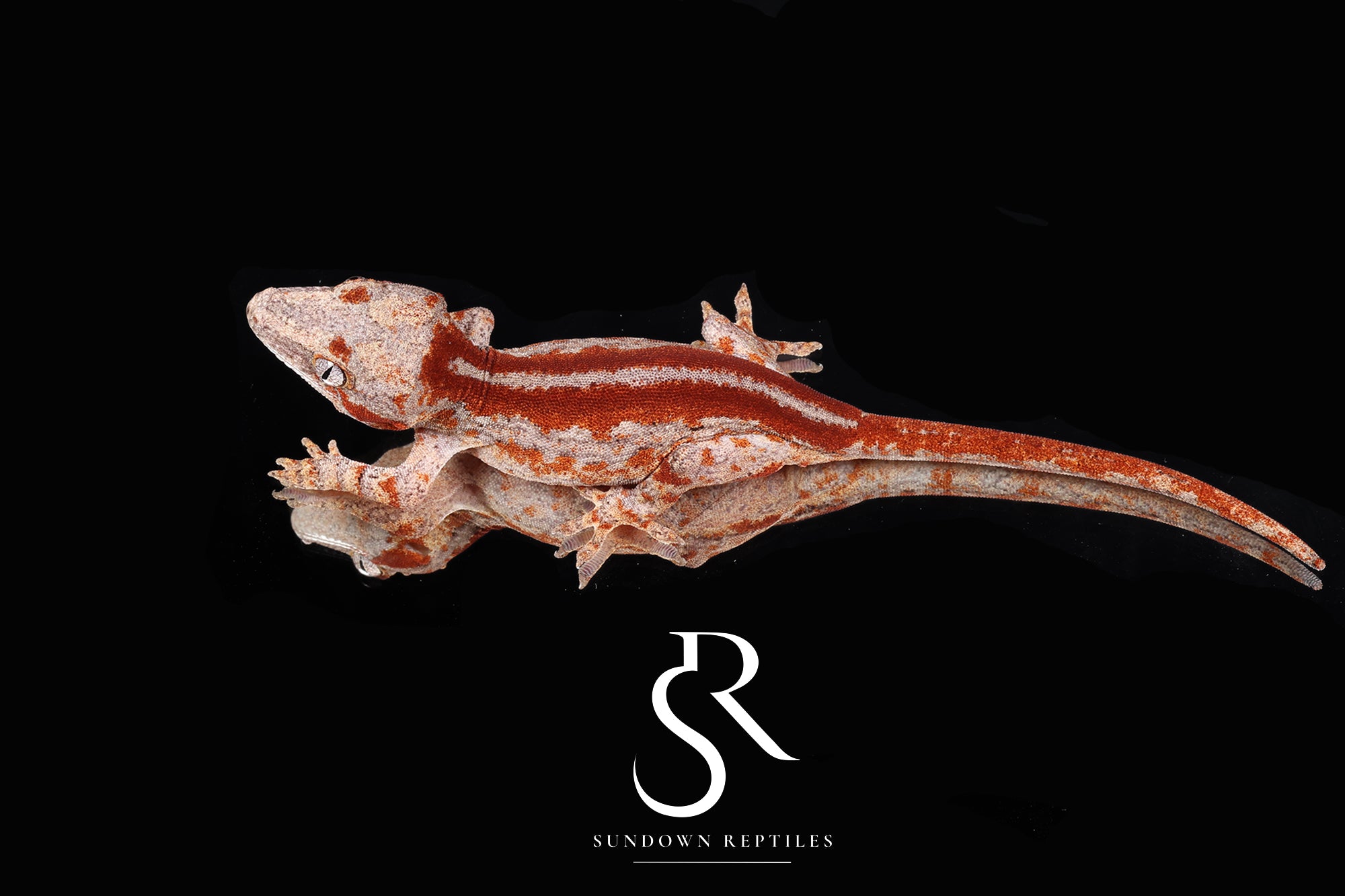 RA2025-17 Male Eyebrows Red Stripe - (Caliber)