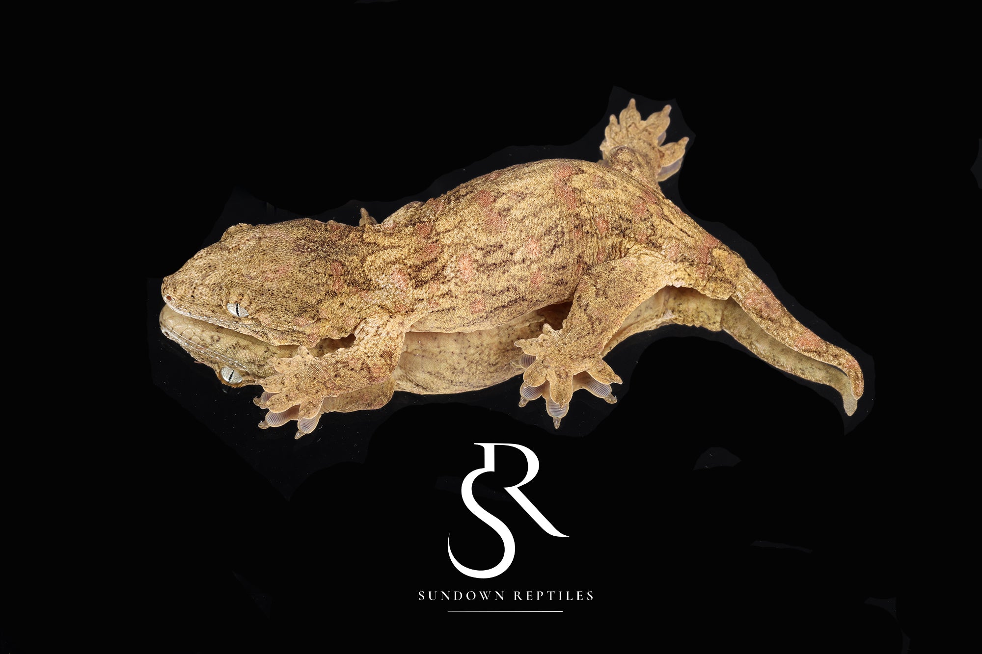 RL2025-3 Unsexed Pure Nuu Ana