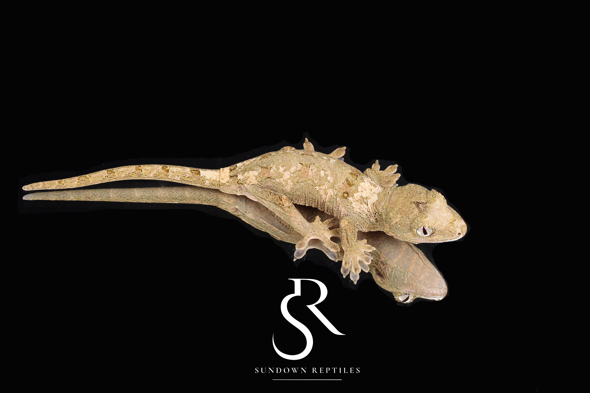 Unsexed PI M. chahoua - (Indo x Fungi)