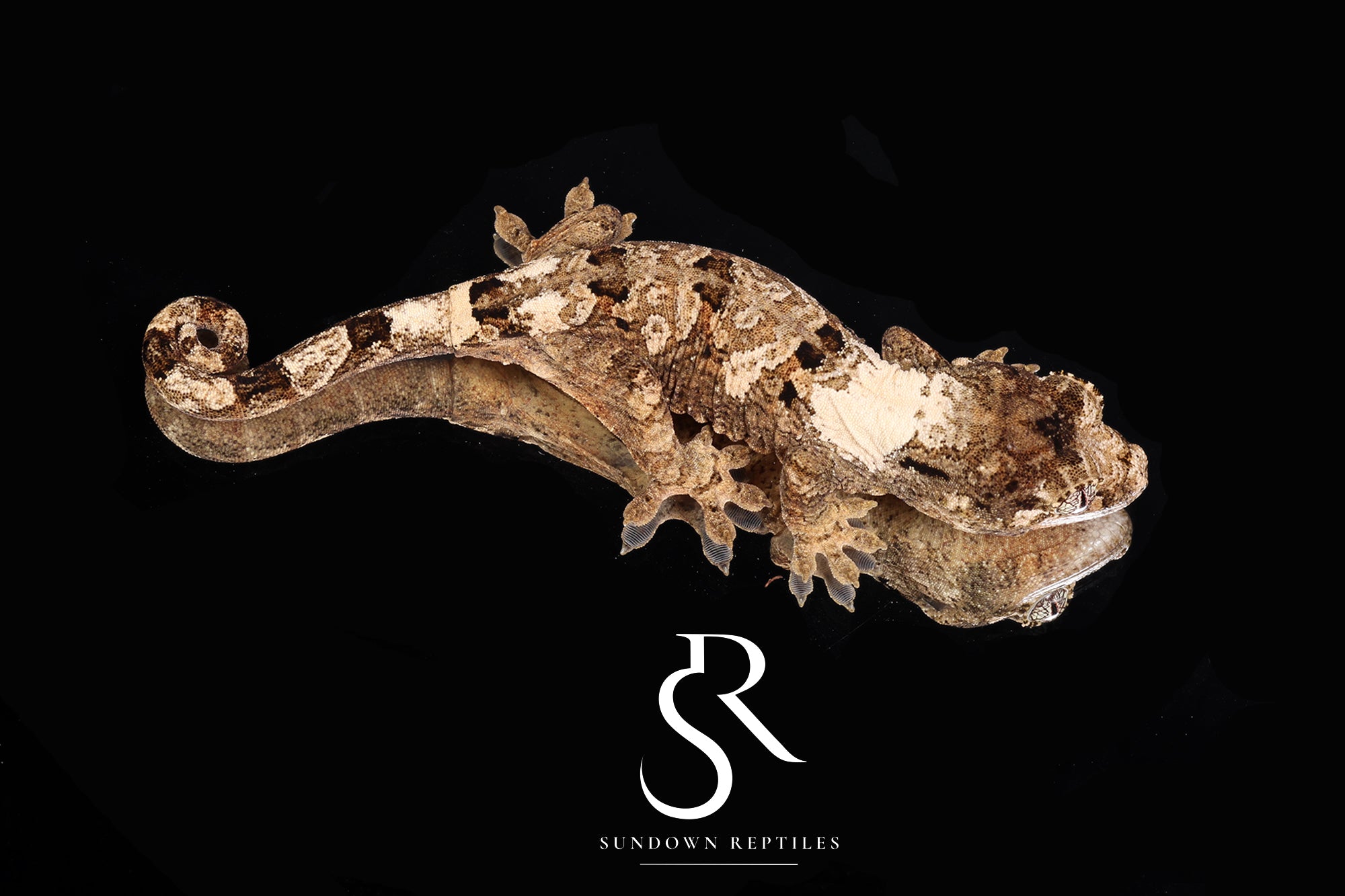 MC2025-26 Unsexed PI chahoua (Mother of Pearl x Sherona's Son)