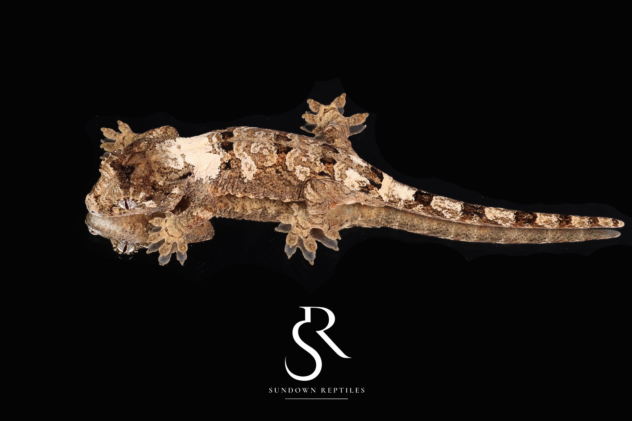 MC2025-26 Unsexed PI chahoua (Mother of Pearl x Sherona's Son)