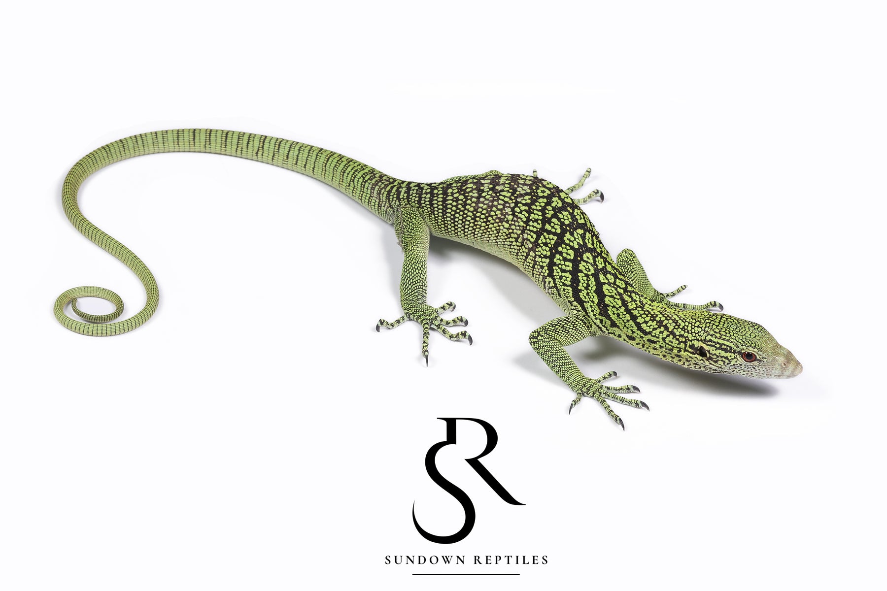 Male 2024 USCBB Yellow Tree Monitor (Varanus reisingeri) Pair #1