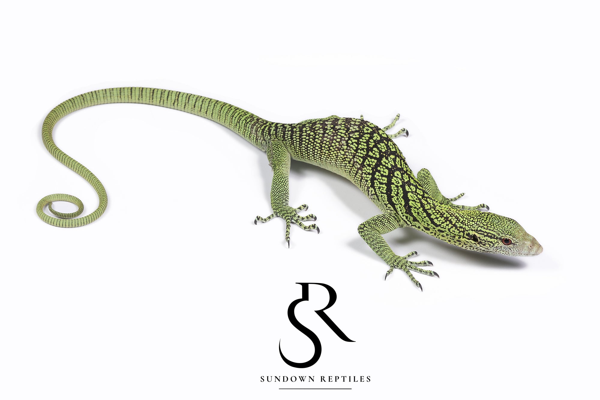 Male 2024 USCBB Yellow Tree Monitor (Varanus reisingeri) Pair #1