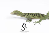Female 2024 USCBB Yellow Tree Monitor (Varanus reisingeri) Pair 2
