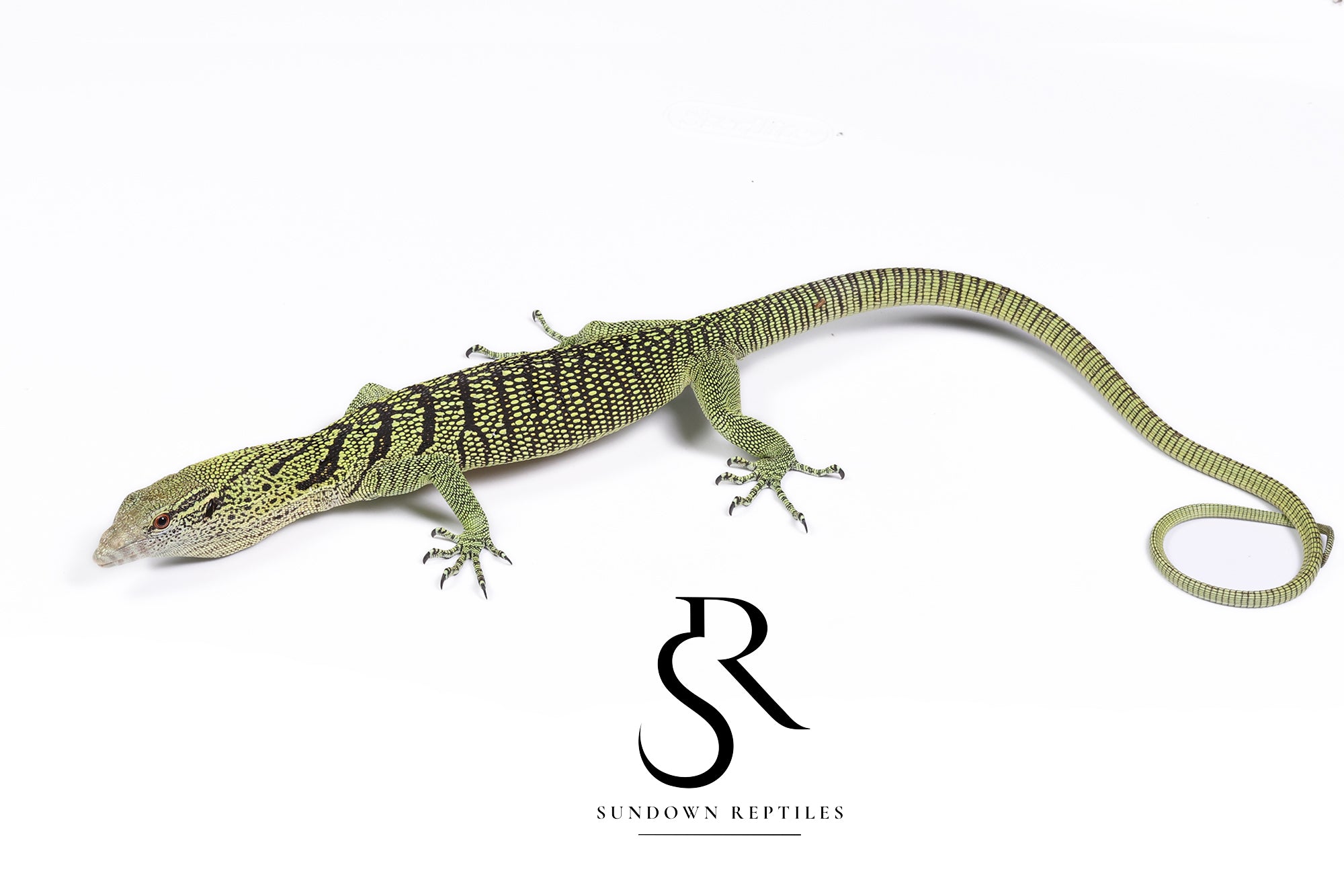 Female 2024 USCBB Yellow Tree Monitor (Varanus reisingeri) Pair 1