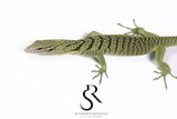 Female 2024 USCBB Yellow Tree Monitor (Varanus reisingeri) Pair 1
