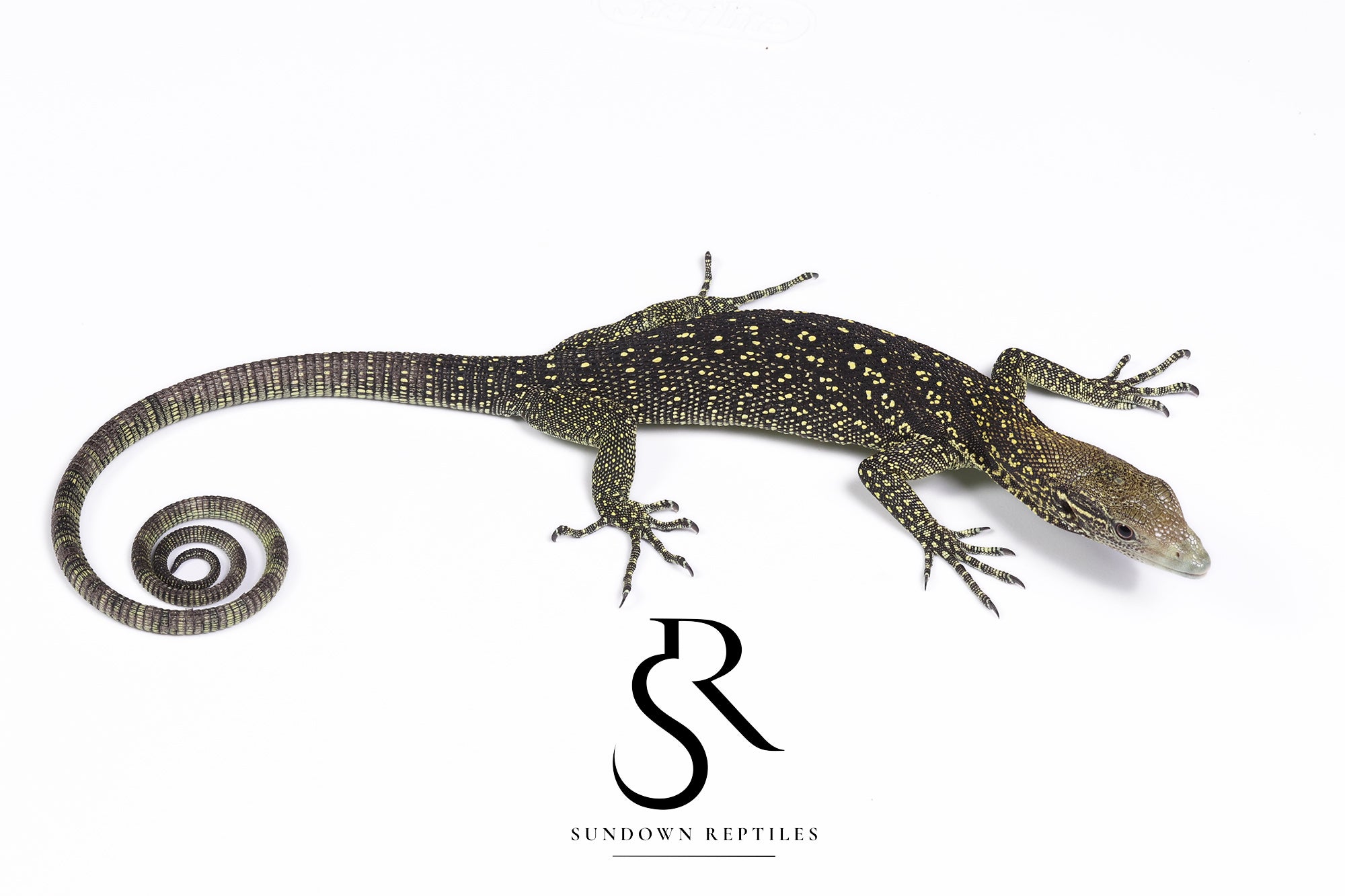 Female USCBB Golden-Spotted Tree Monitor (Varanus boehmei) Pair #3