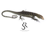 Male USCBB Golden-Spotted Tree Monitor (Varanus boehmei) Tiger pair