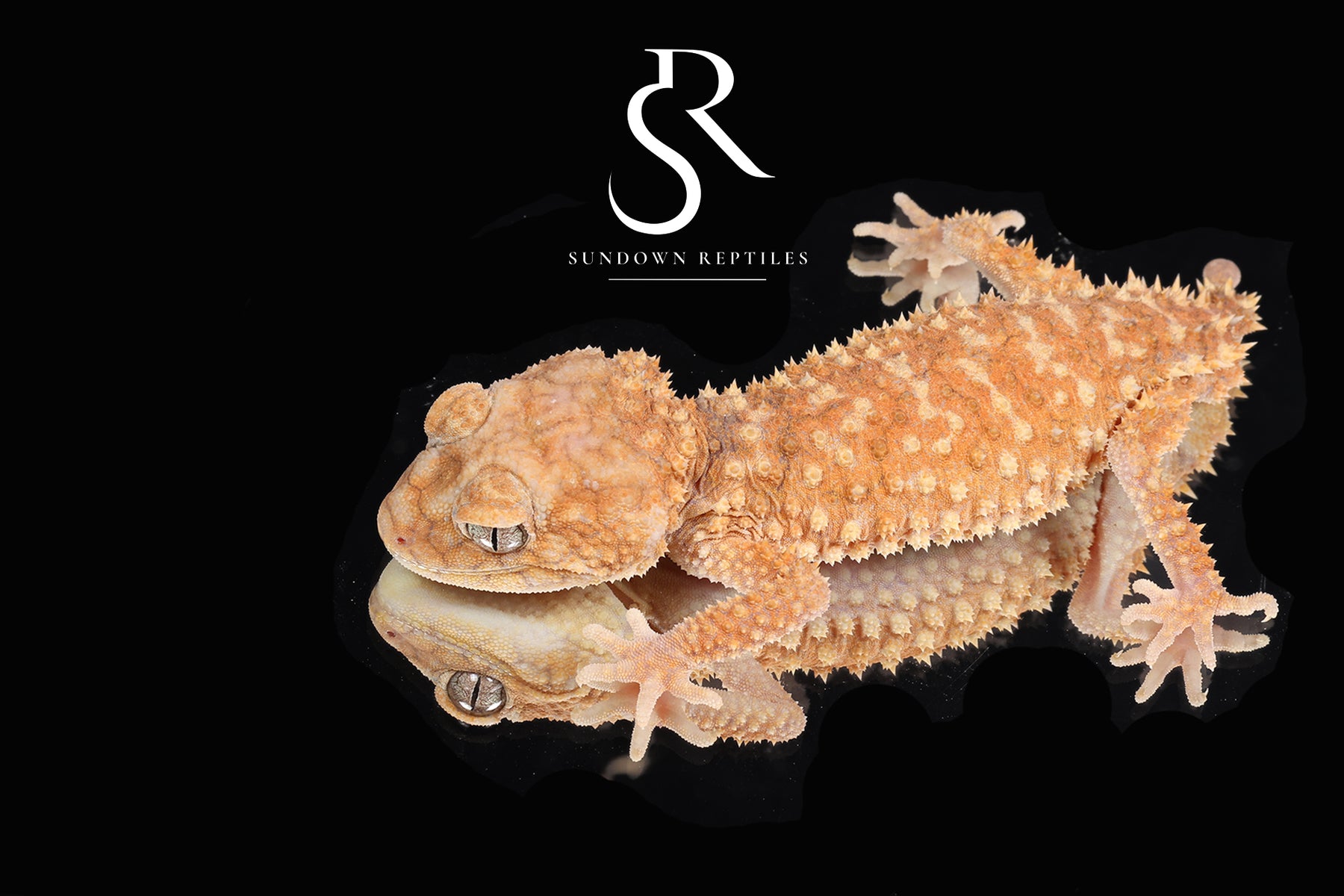 Male Rough Knob-Tailed Gecko (Nephrurus amyae) #1 - Sundown Reptiles