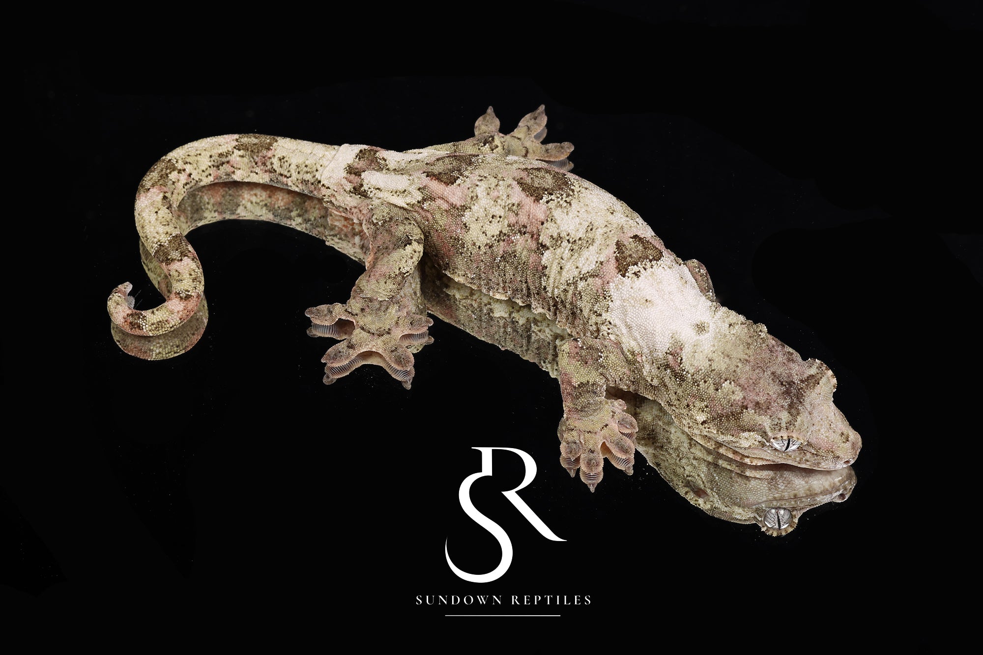 RTB virgin Female PI M. chahoua - (Soul Shifter x Sage )