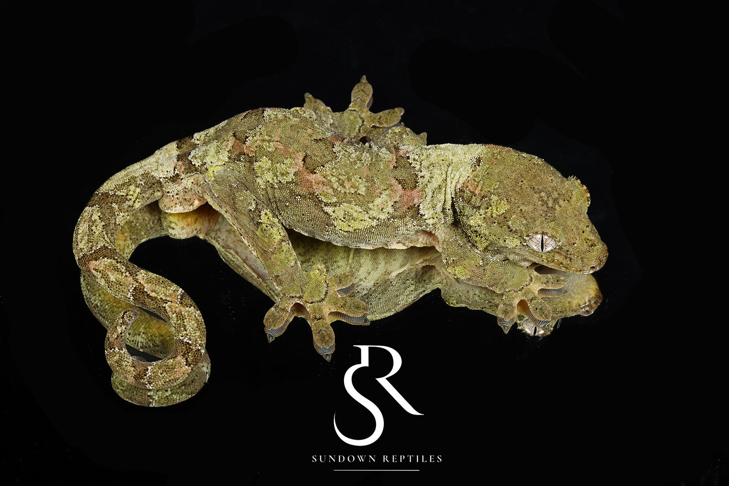 Sage - Sundown Reptiles