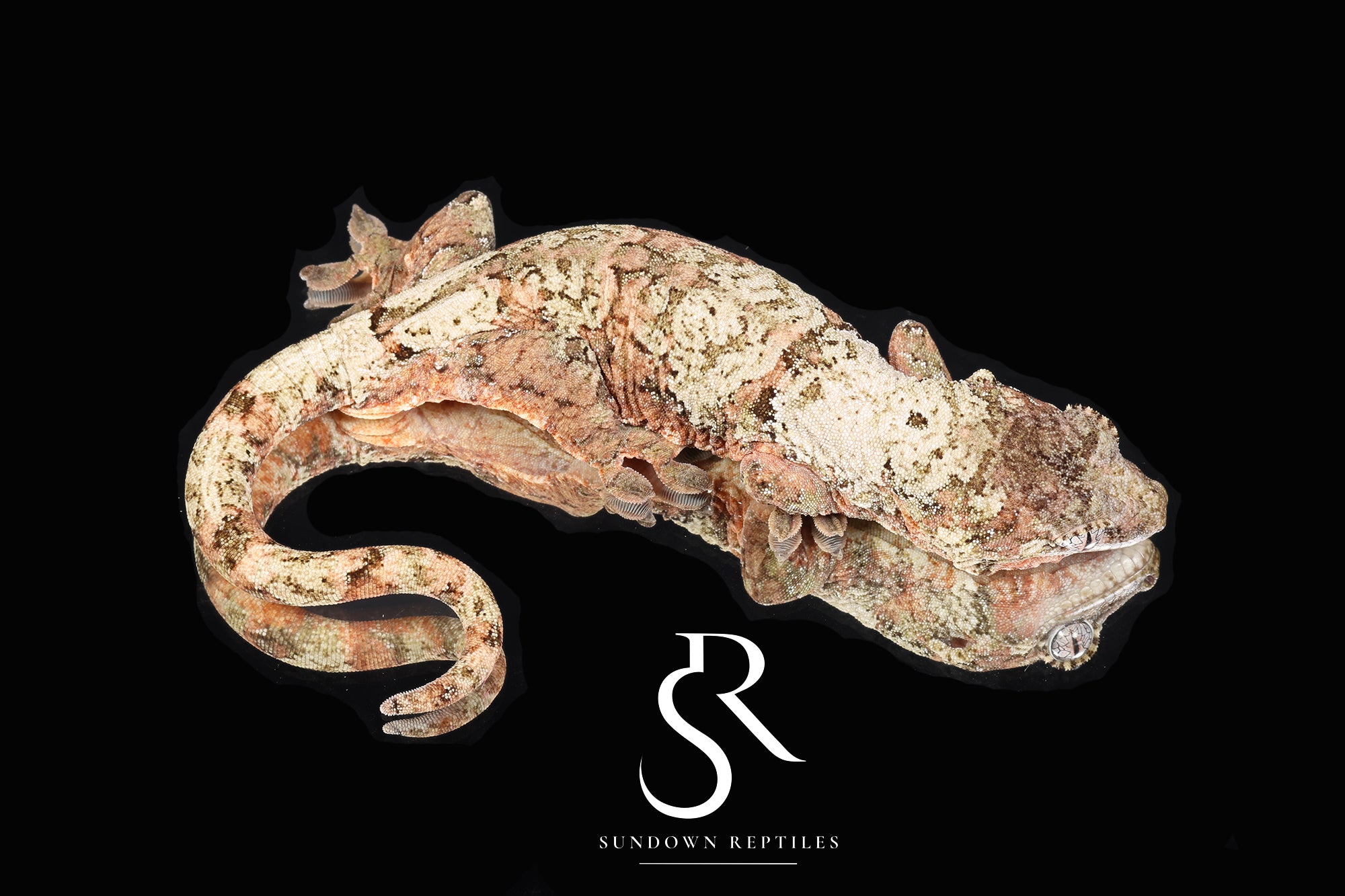 Female Super White PI M. chahoua - (Laelia x The Source)