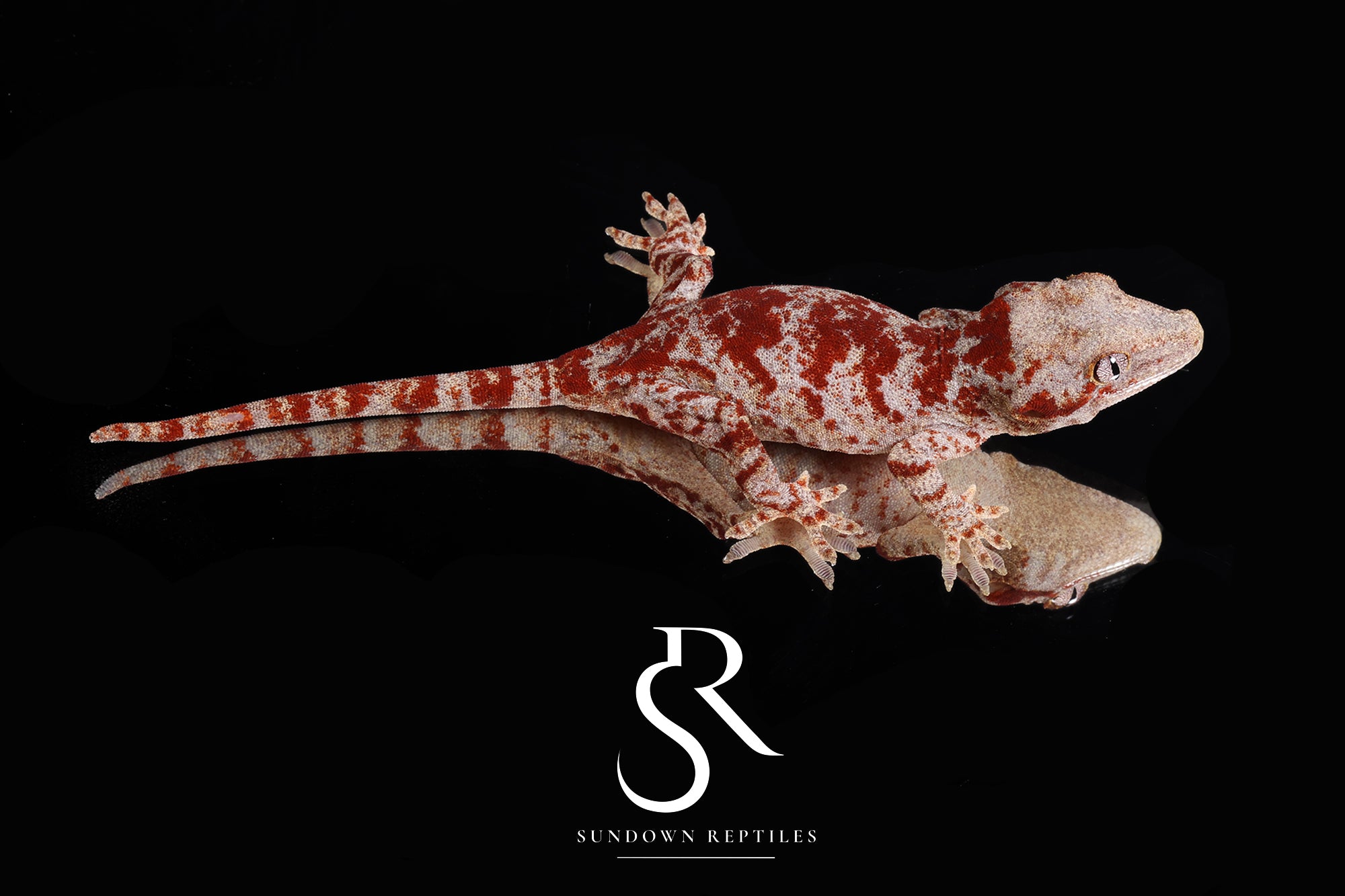 RA2025-18 Female Super-Blotch Gargoyle Gecko  - (Desire)