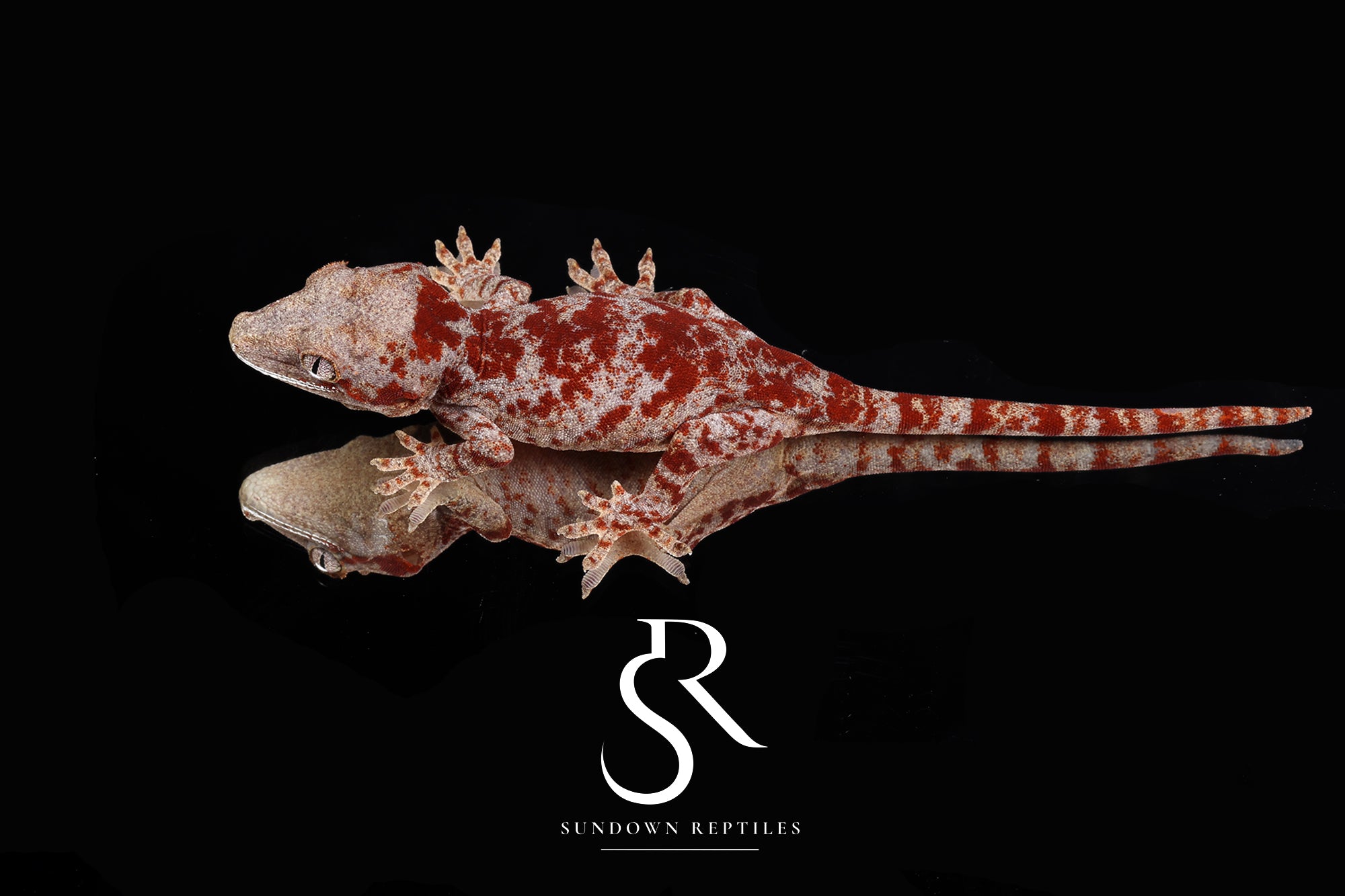RA2025-18 Female Super-Blotch Gargoyle Gecko  - (Desire)