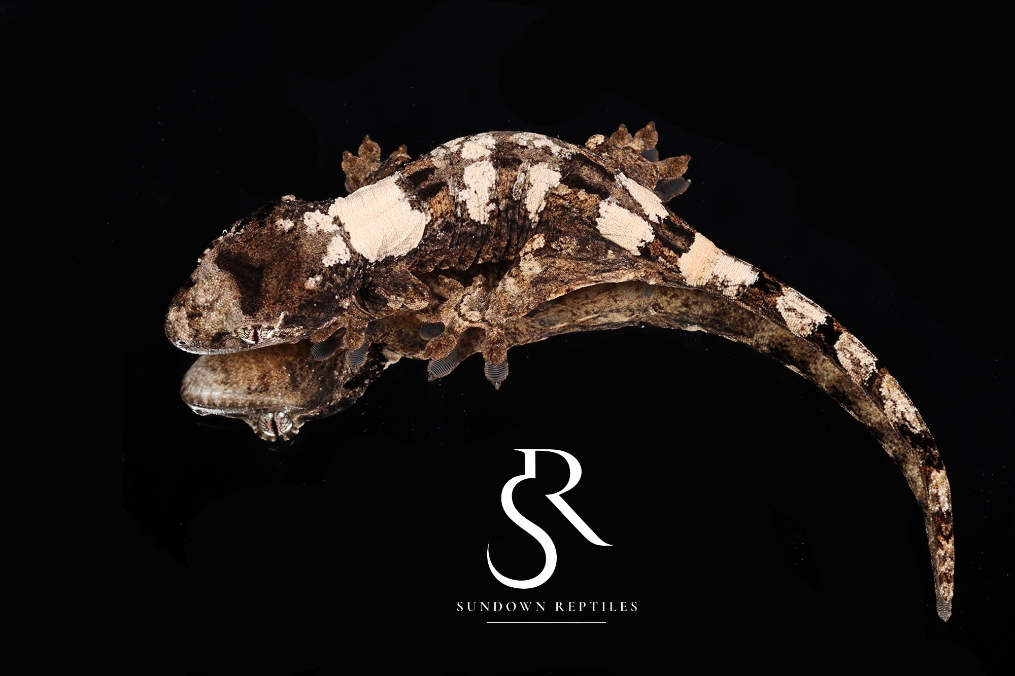 MC2025-28 Unsexed PI M. chahoua - (Band-It x Lady Slipper)