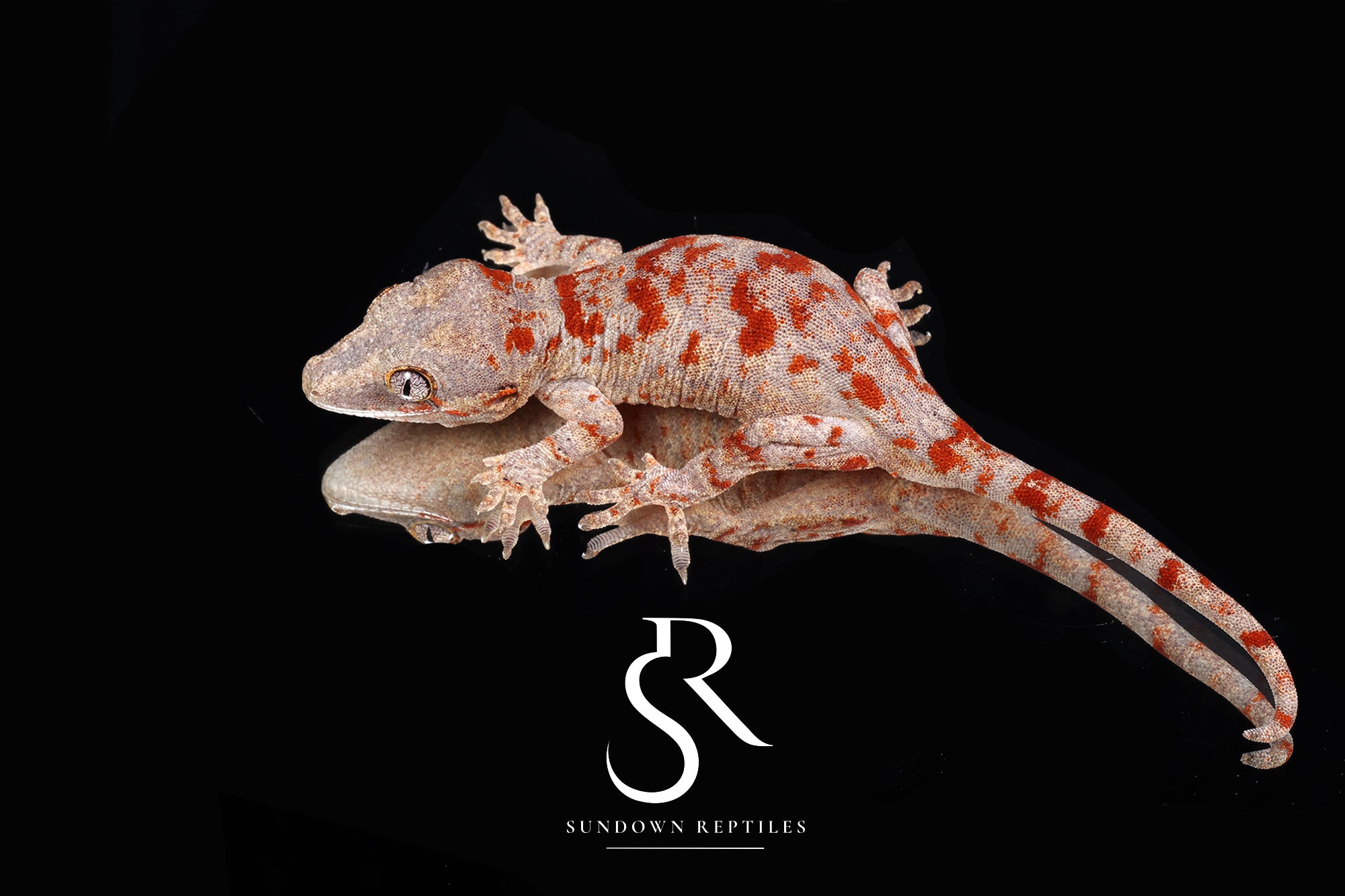 MC2025-20 Red Blotch - Redbud x The Bomb