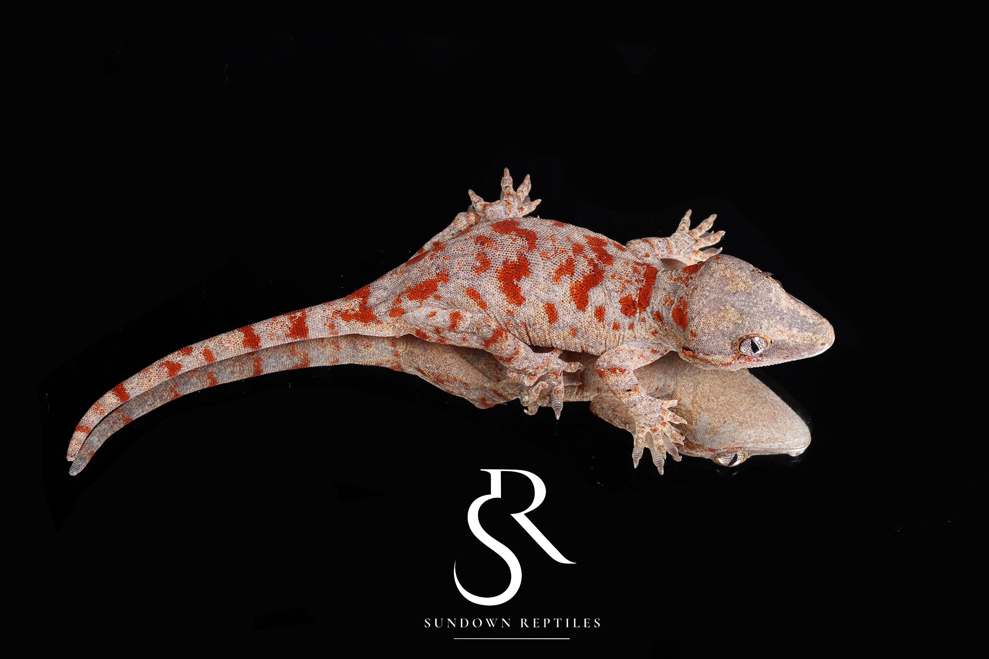 MC2025-20 Red Blotch - Redbud x The Bomb