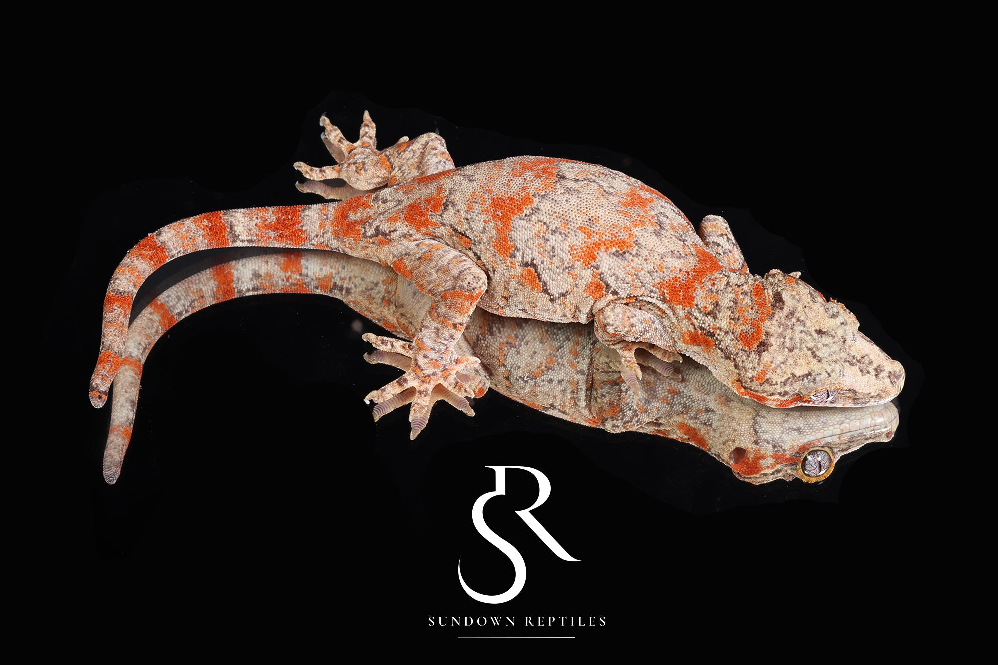 RA68 Female Orange Blotch