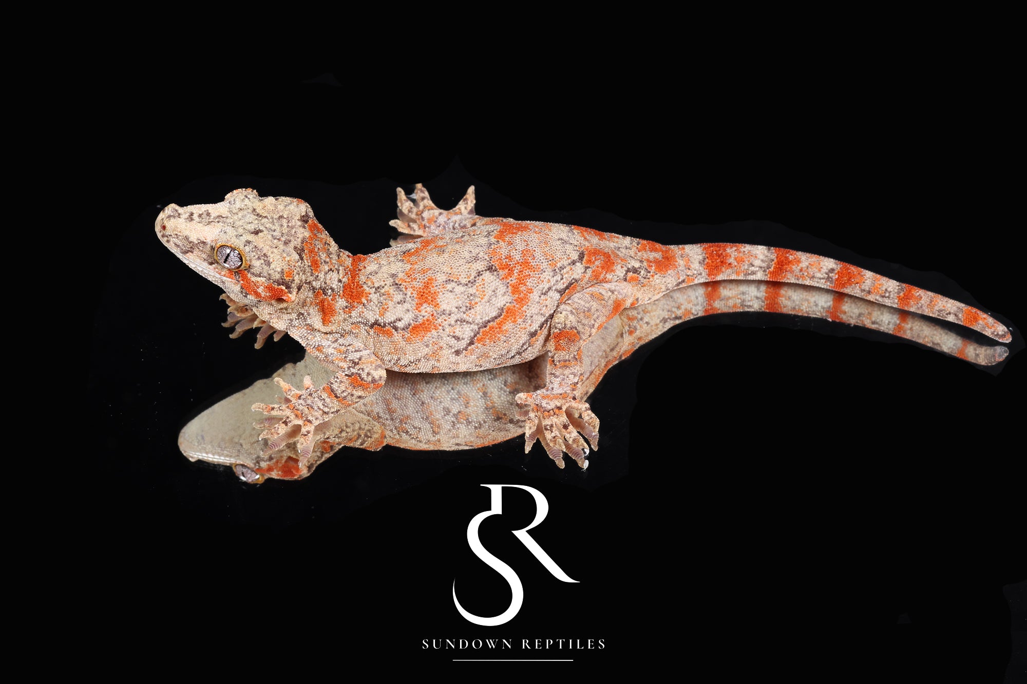 RA68 Female Orange Blotch