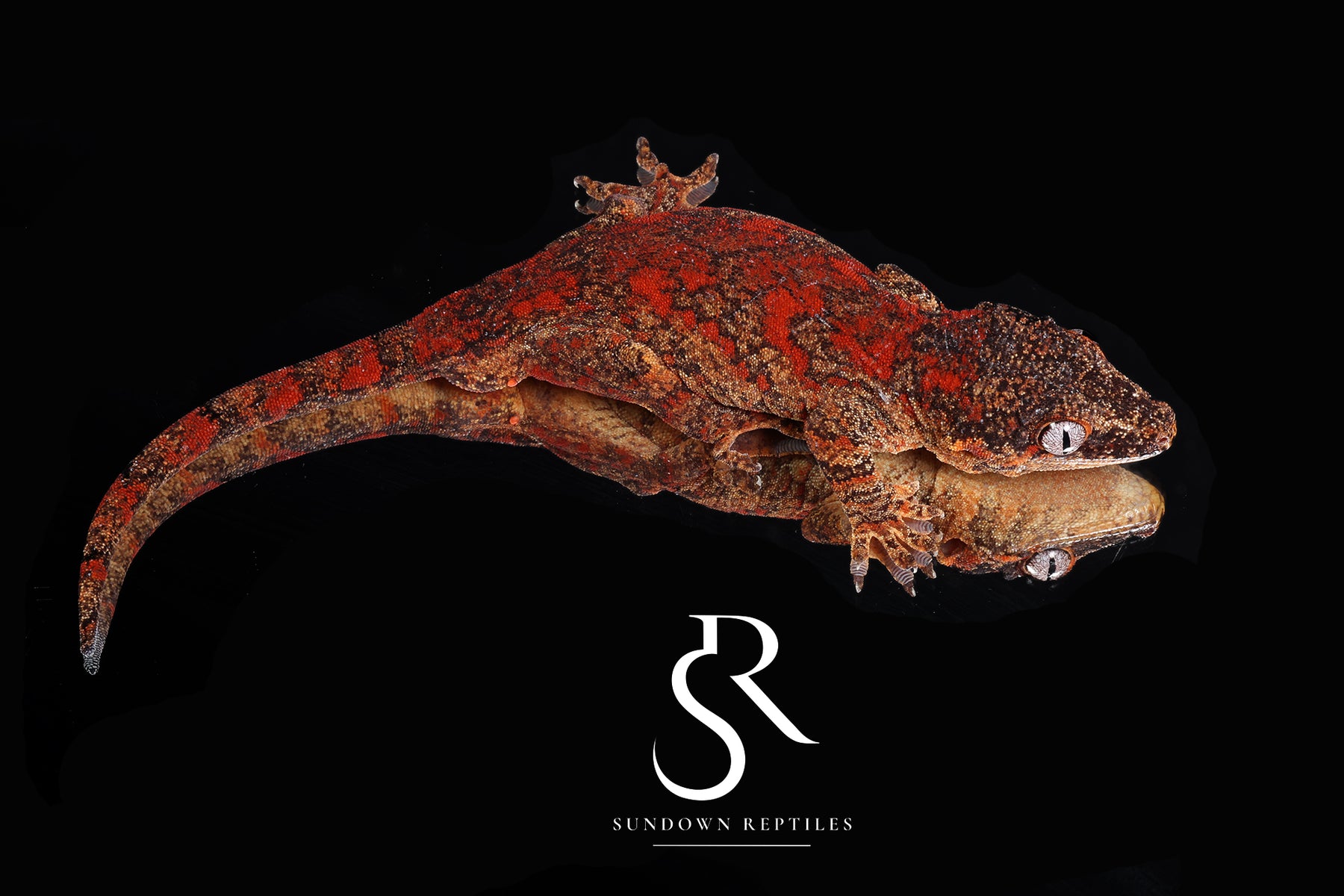 Gargoyle Gecko - Unsexed Skeleton Blotch (Desire x Tigra) RA2026-1 - Sundown Reptiles