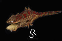 Gargoyle Gecko - Unsexed Skeleton Blotch (Desire x Tigra) RA2026-1 - Sundown Reptiles