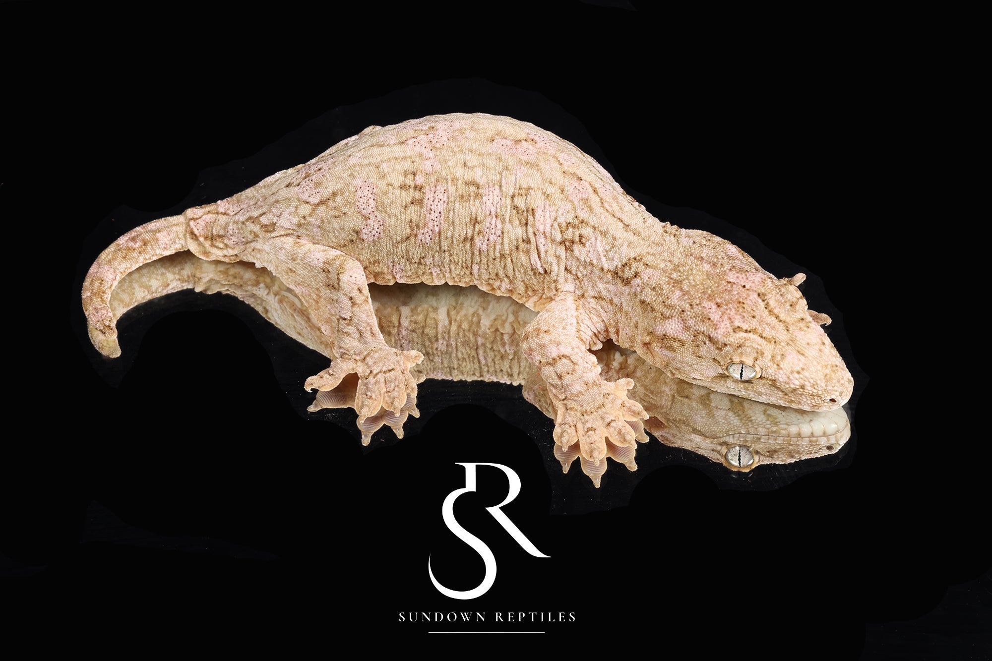 RL2025-4 Female High Color Island cross "Pine Tree Pair"