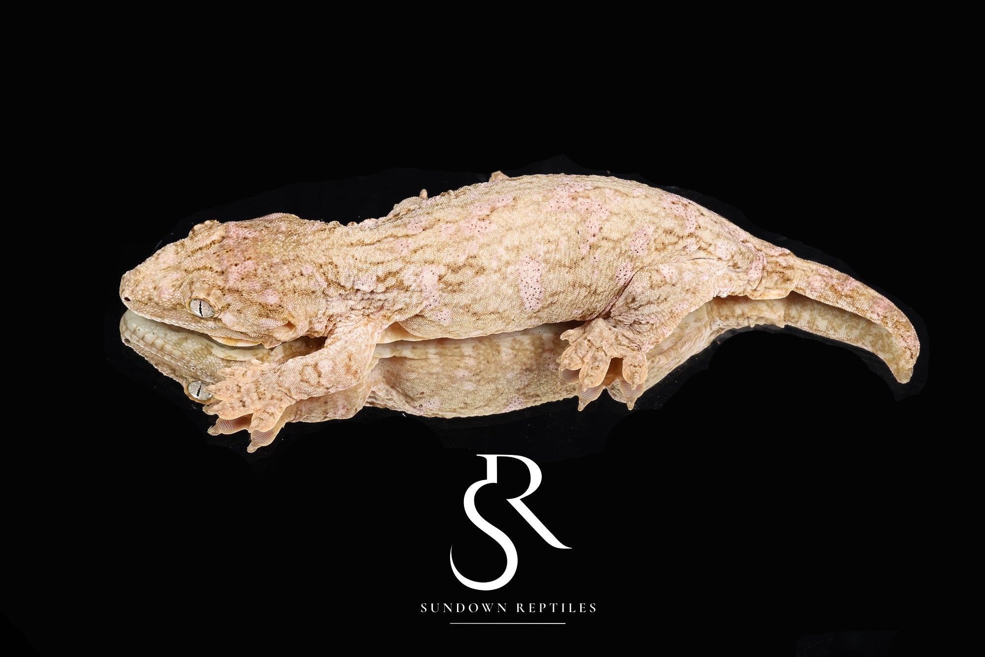 RL2025-4 Female High Color Island cross "Pine Tree Pair"