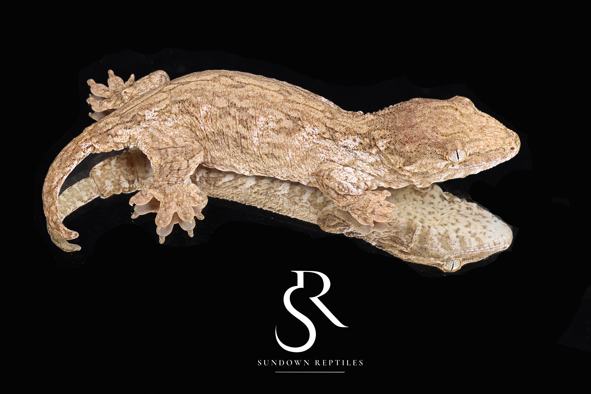 RL2025-5 female GT Red Bar