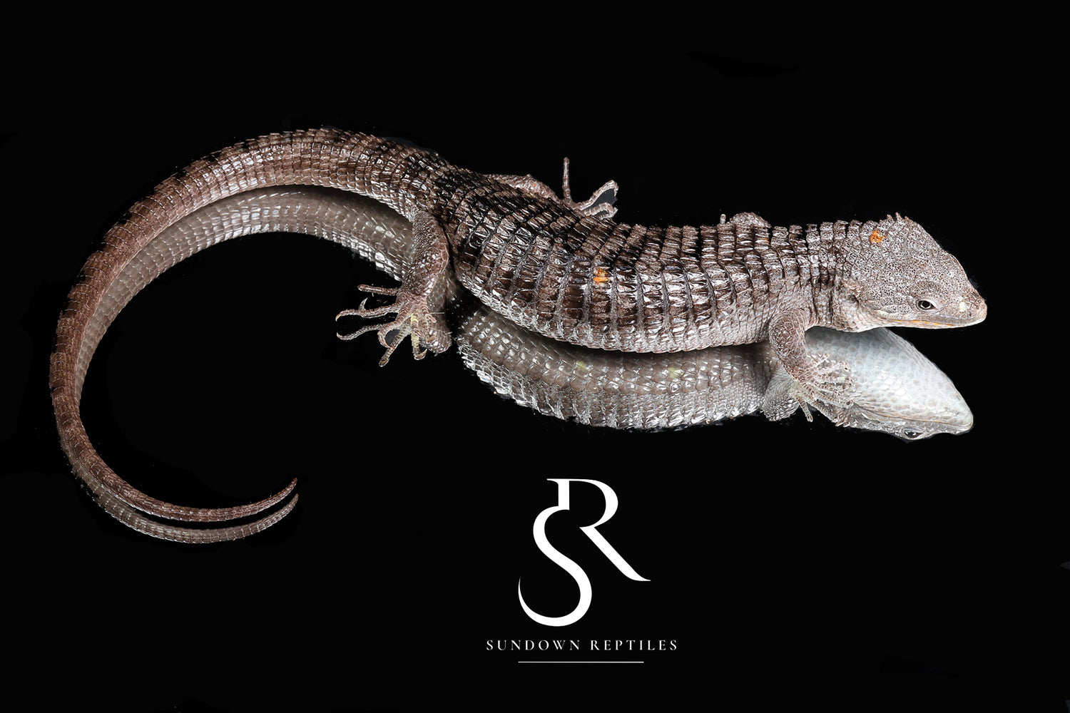 Female Red-Lipped Alligator Lizard (Abronia lythrochila) - Sundown Reptiles