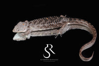 Female Red-Lipped Alligator Lizard (Abronia lythrochila) - Sundown Reptiles