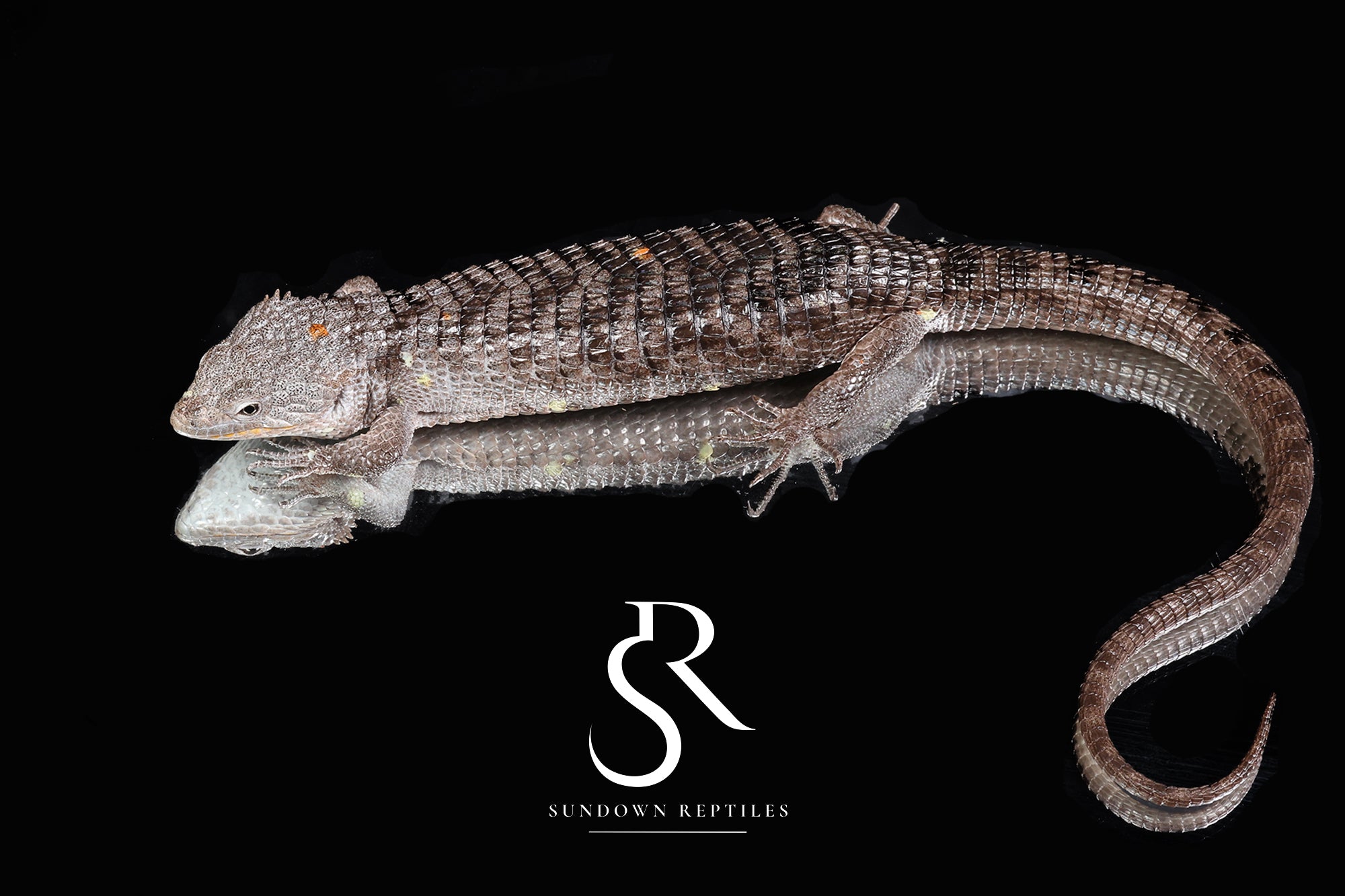 Female Red-Lipped Alligator Lizard (Abronia lythrochila) - Sundown Reptiles