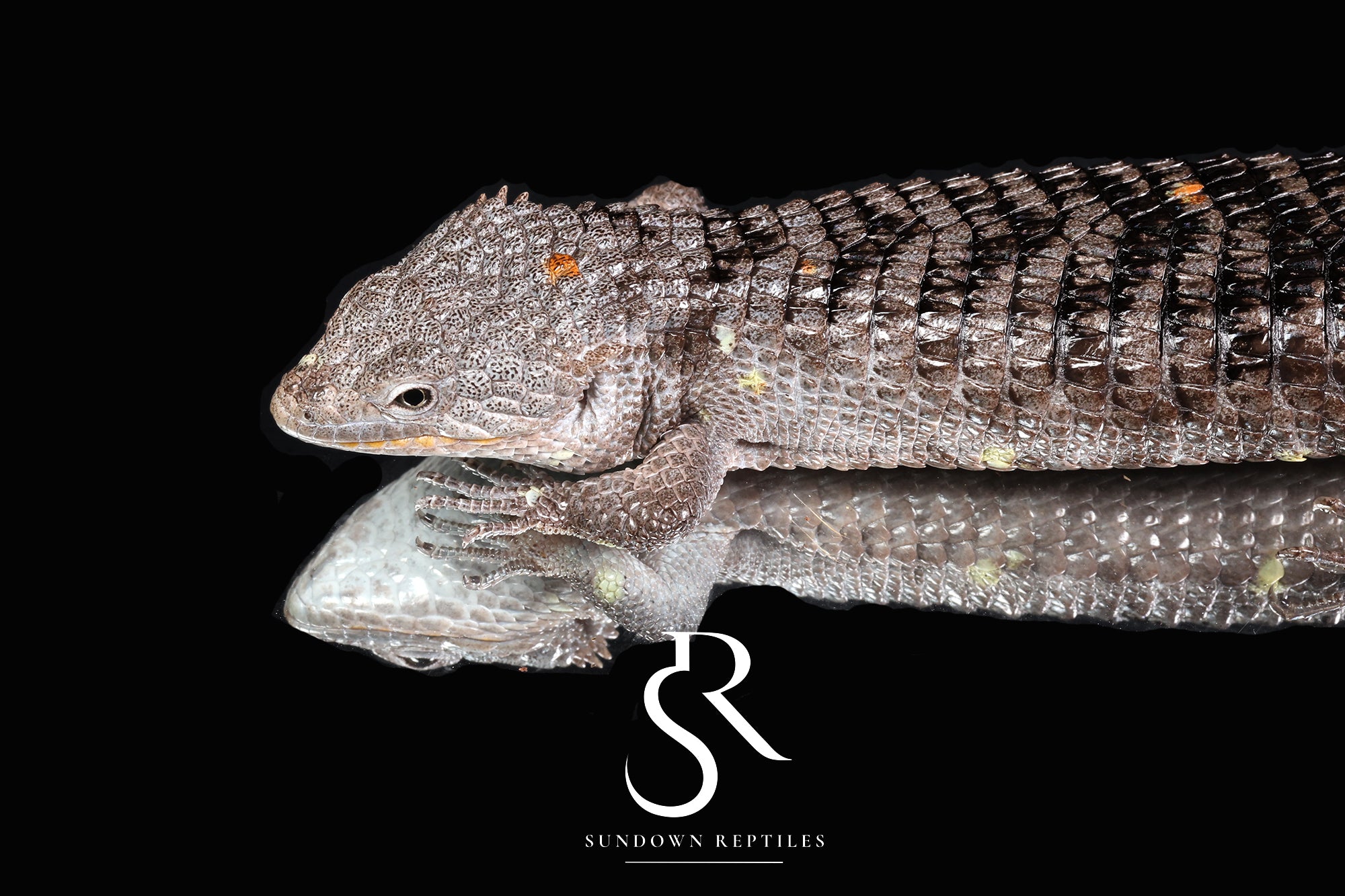 Female Red-Lipped Alligator Lizard (Abronia lythrochila)