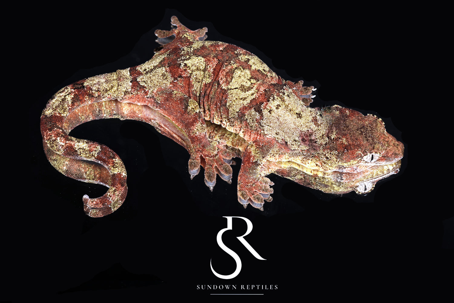 Female  - Sundown Reptiles