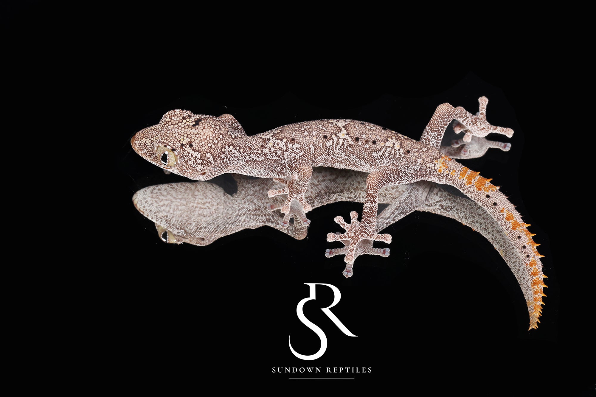 3 Pack Unsexed Northern Spiny-Tailed Gecko (Strophurus ciliaris) #1