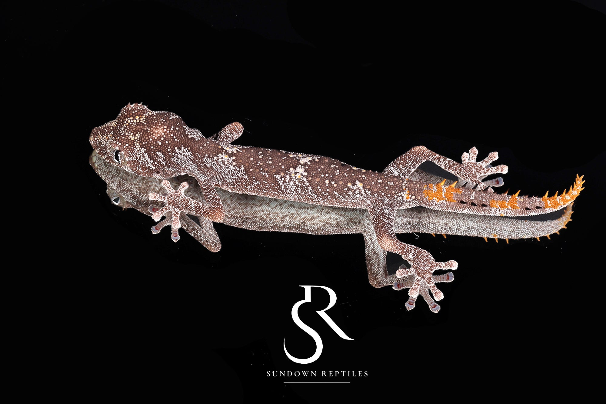 3 Pack Unsexed Northern Spiny-Tailed Gecko (Strophurus ciliaris) #1